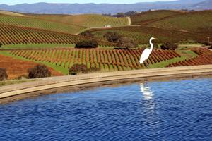 A vineyard in Napa Valley with mountains in the background